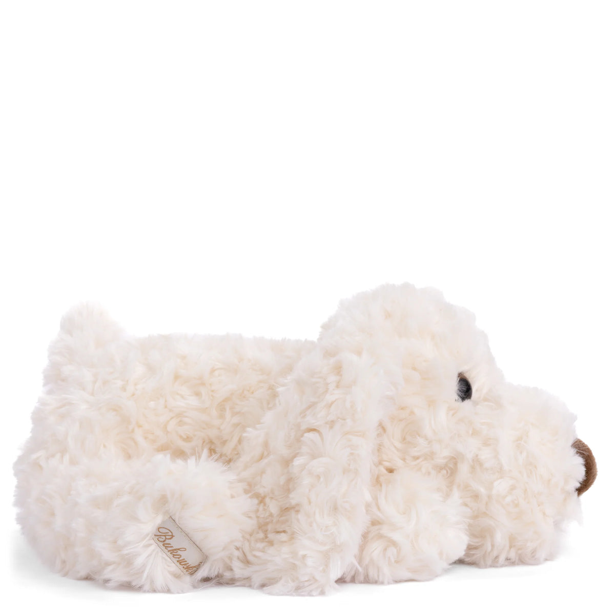 Hugo, chien blanc et duveteux