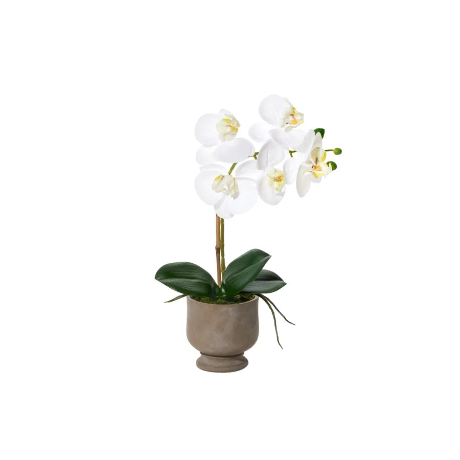 Urn Potted real touch orchid - 15.5H”